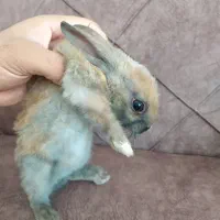 خرگوش|موش و خرگوش|کرمان, |دیوار