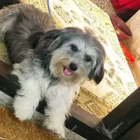 شیتزو گمشده|سگ|رودسر, |دیوار