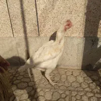 مرغ افغان کرچ|حیوانات مزرعه|خمینی‌شهر, |دیوار