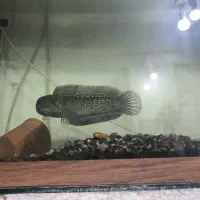 ماهی چانا|ماهی|مبارکه, |دیوار