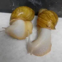 حلزون پیش مولد