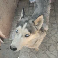سگ ماده