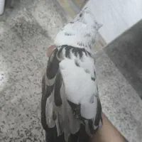 کبوتر|پرنده|رامهرمز, |دیوار