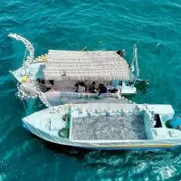 جاشو برای جل کاشخی