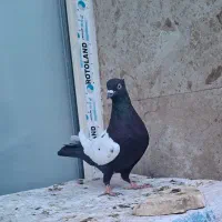 کبوتر سینه ای طوقی