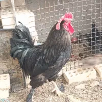 خروس|حیوانات مزرعه|سوسنگرد, |دیوار