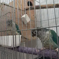 جفت گرینچیک تراکوییس یلوساید بالغ با تست جنسیت|پرنده|گلستان (تهران), |دیوار