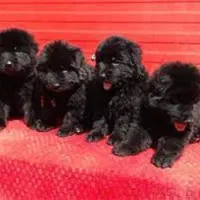 توله های موبلند کینگ سایز مشکی و دورنگ ژرمن شولاین|سگ|تهران, پردیسان|دیوار