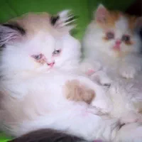 پرشین سوپر فلت نر و ماده|گربه|تهران, زیبادشت|دیوار