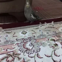 جوجه عروس هلندی|پرنده|مشهد, نوید|دیوار