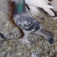 کبوتر ترکیه|پرنده|تبریز, |دیوار