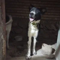 واگذاری|سگ|فریدونشهر, |دیوار