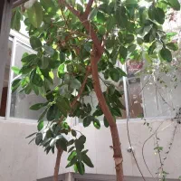 قلمه فیکوس