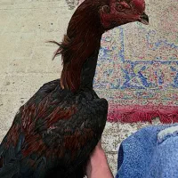 خروس لاری  اصیل