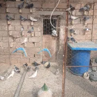 کبوتر|پرنده|شوشتر, |دیوار