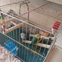 پرنده کوتوله