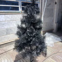 درختچه کاج تزئینی