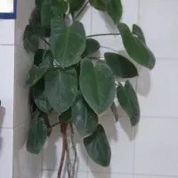 گل طبیعی