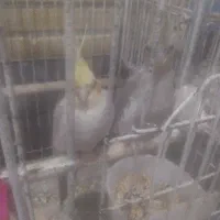 عروس هلندی جوجه مولد|پرنده|قم, شهرک توانیر|دیوار