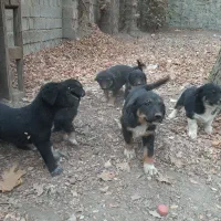 توله سگ فروشی|سگ|کرج, حصار سرجوب|دیوار