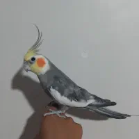 عروس هلندی سخنگو