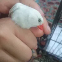 پرنده