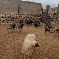 بوقلمون