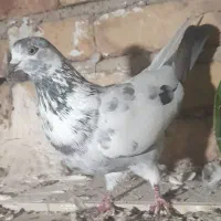 کفتره پرشی|پرنده|پارس‌آباد, |دیوار