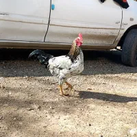 بوقلمون و خروس 5 ماه