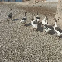 غاز جوان و سالم