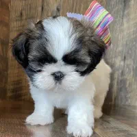 شیتزو سوپرفلت تیپ اروپایی فلت|سگ|کرج, کیانمهر|دیوار