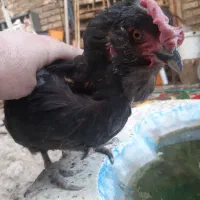 مرغ وخروس گلین ۲۵تا|حیوانات مزرعه|فلاورجان, |دیوار