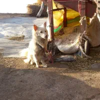 پاکوتاه سرابی اصیل ماده|سگ|سراب, |دیوار