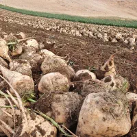 بذر چغندر شرکتی و قرار داد