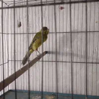 قناری نر زنگی زنگی|پرنده|قزوین, |دیوار