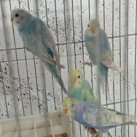 عروس هلندی مرغ عشق|پرنده|اندیشه, اندیشه فاز ۱|دیوار