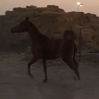 مادیون عرب|اسب و تجهیزات اسب‌سواری|ورامین, ورامین|دیوار