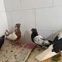 چهار عدد کبوتر