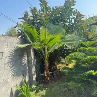 گل فیکوس بلند سر حال