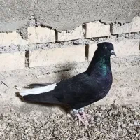 سیا دم سفید