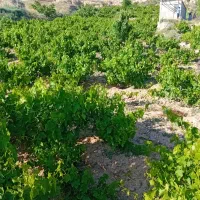 باغ میمی|فروش زمین و ملک کلنگی|شیروان (خراسان), |دیوار
