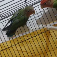 جفت طوطی کوتوله برزیلی مولد|پرنده|قم, علی آباد سعدگان|دیوار