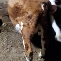 گوساله سیمینتال|حیوانات مزرعه|انزل, |دیوار