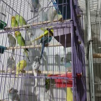 مرغ عشق  رنگی|پرنده|بهارستان, |دیوار