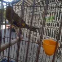 سهره قناری|پرنده|مبارکه, |دیوار