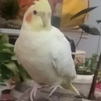 عروس هلندی سخنگو دستی