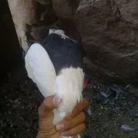 ماده