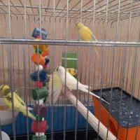 یه جفت مرغ عشق با دوتا جوجه شش ماهه|پرنده|کرمانشاه, |دیوار