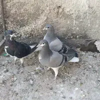 4تا شهری سبز و سیاه جوون