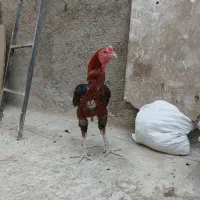 خروس لاری|حیوانات مزرعه|قم, زنبیل آباد|دیوار